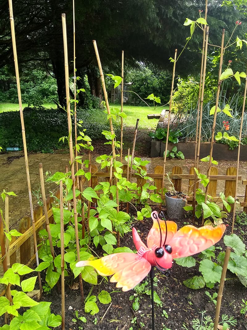Cherry Garden: photo 2