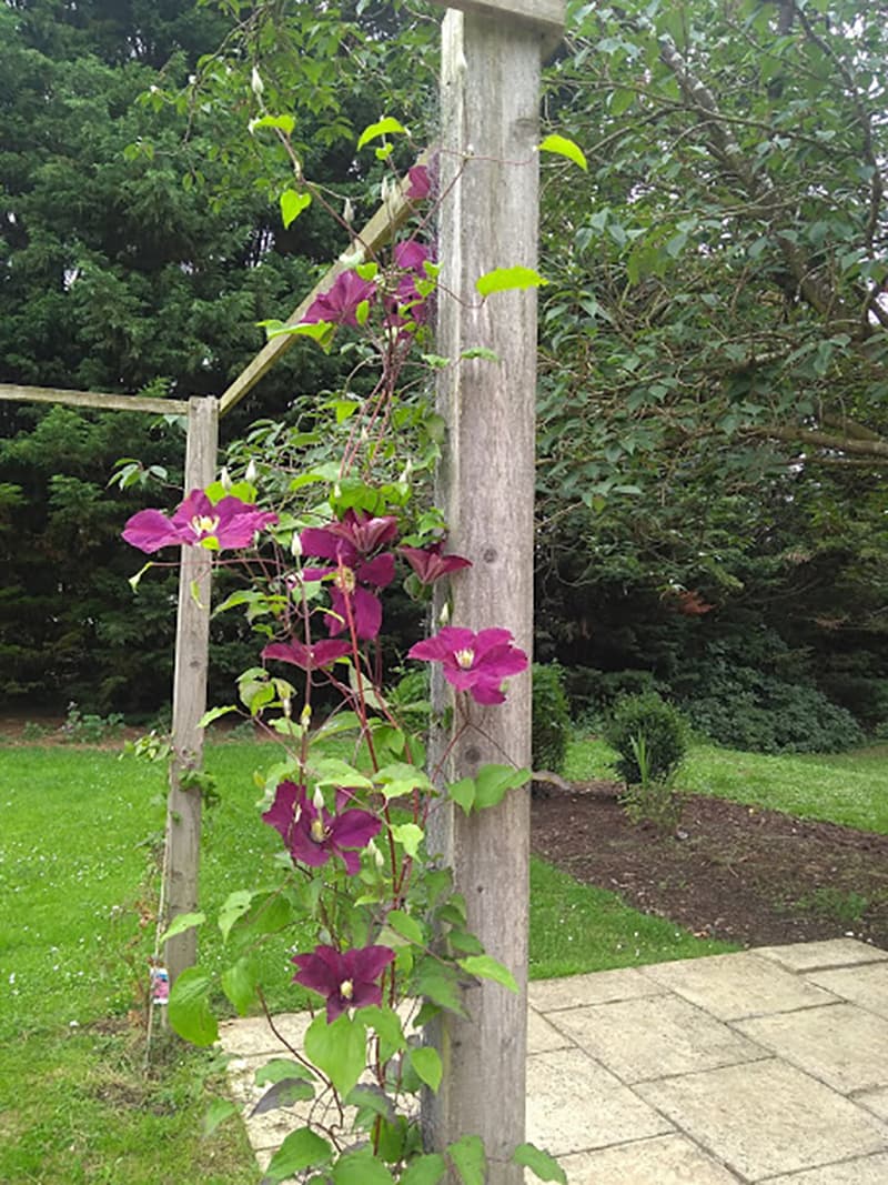 Cherry Garden: photo 11