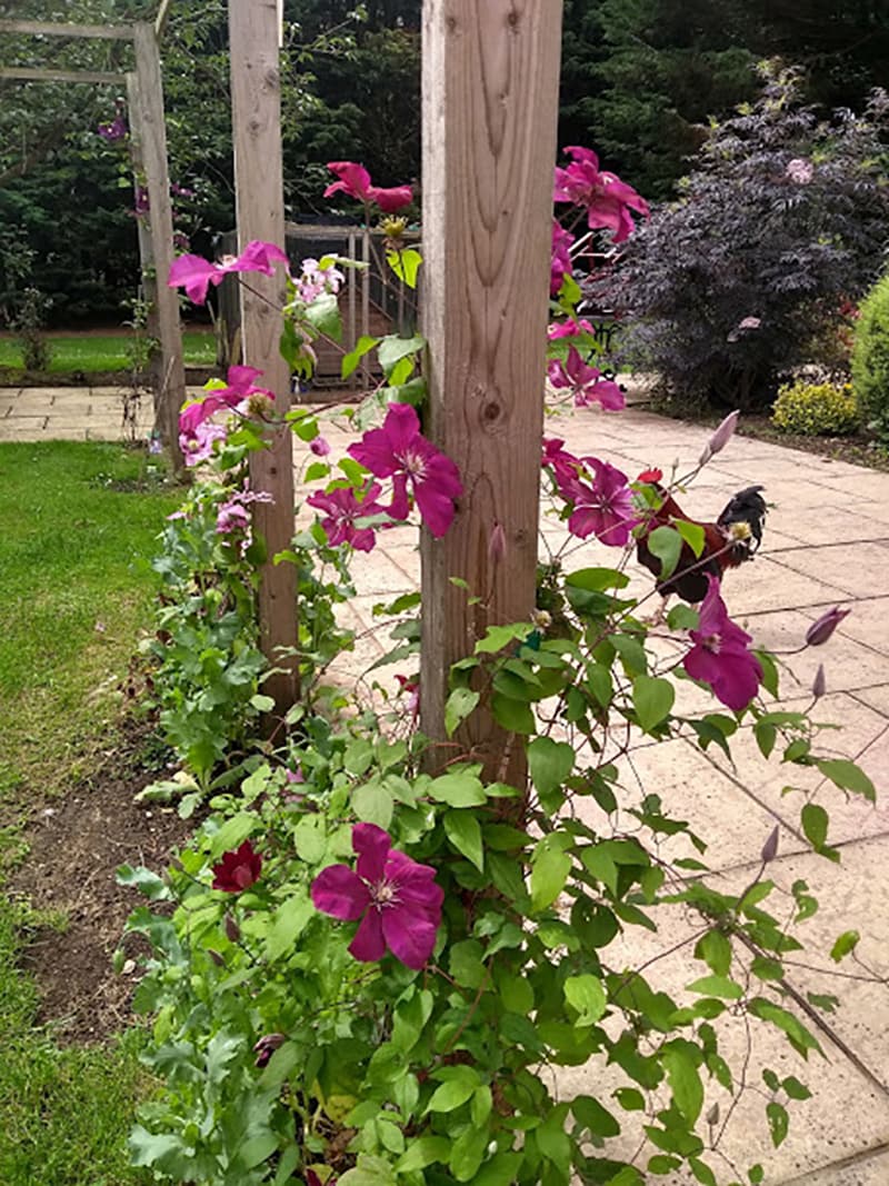 Cherry Garden: photo 5