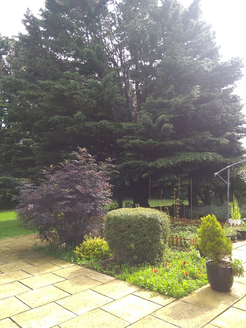 Cherry Garden: photo 6