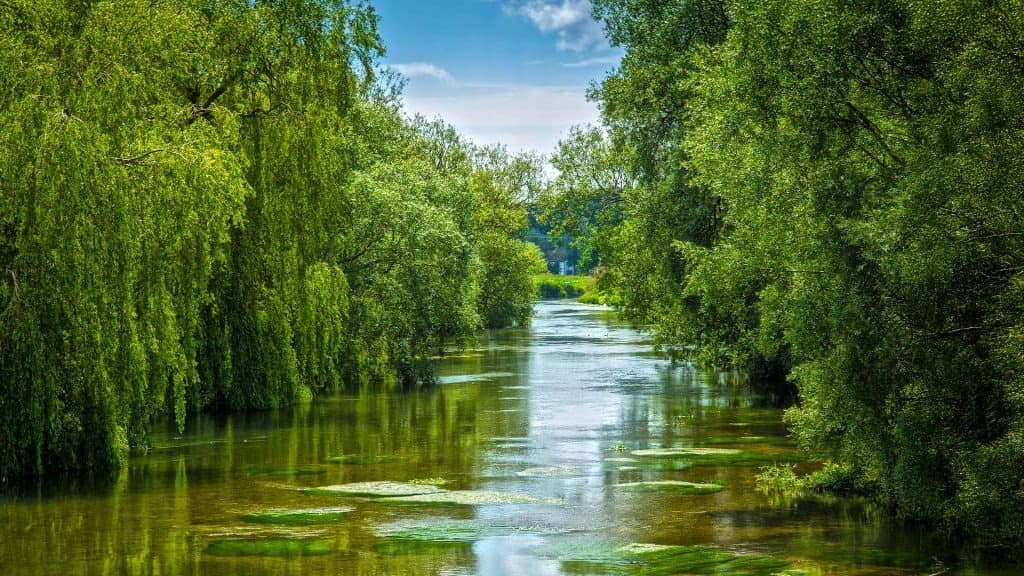 Ringwood