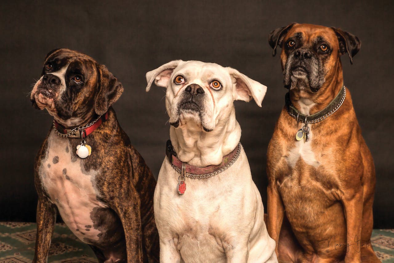 Best Dog Breed For Older Persons UK