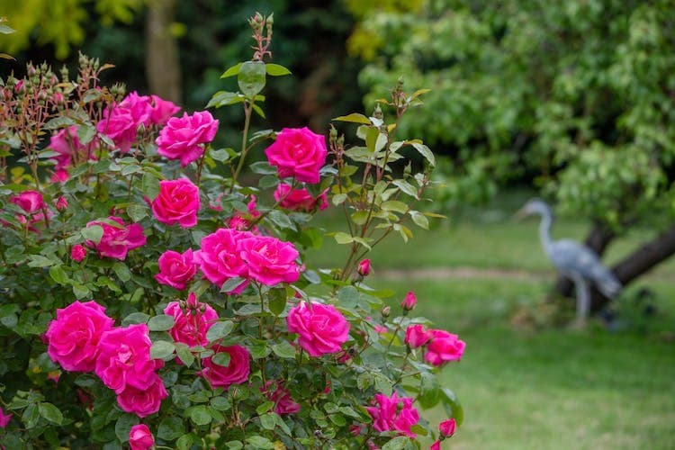 Garden Lodge Care Home
